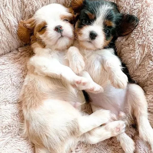 super adorabili cuccioli di cavalier king charles