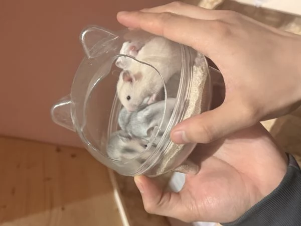 CUCCIOLI CRICETO | Foto 2