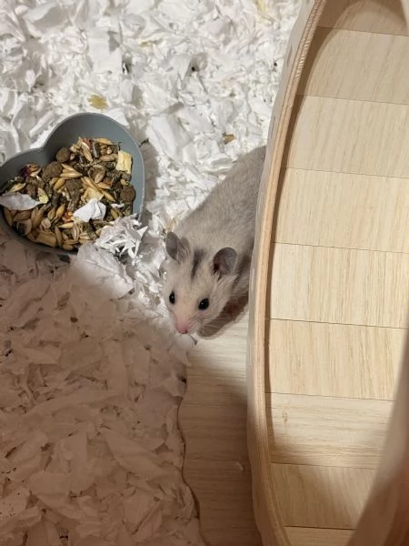 CUCCIOLI CRICETO | Foto 0