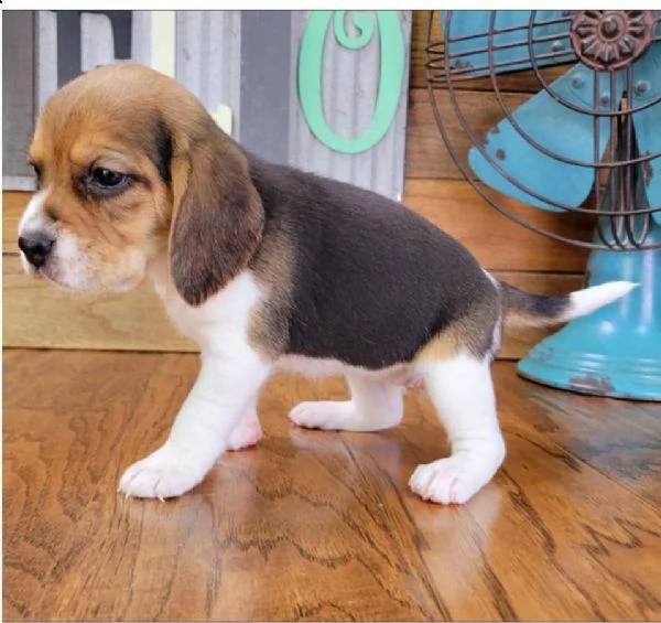  regalo cuccioli dolce e bella beagle