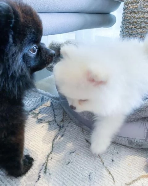  regala cuccioli di pomerania maschi e femmine in adozione