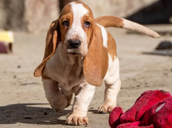 cucciola di bassethound pronta