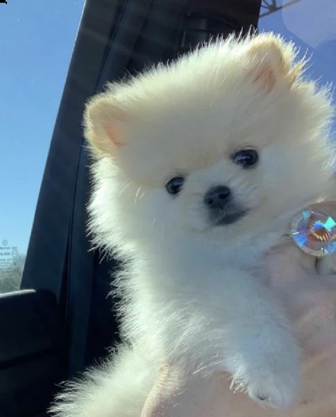 regala cuccioli di pomerania maschi e femmine in adozione