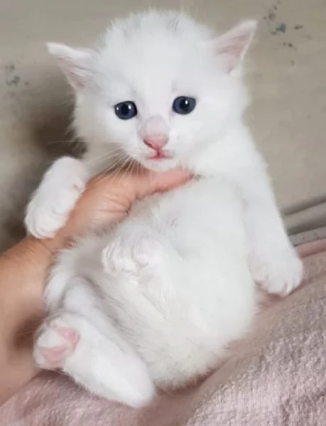 Gattino bianco simil norvegese MASCHIO | Foto 5