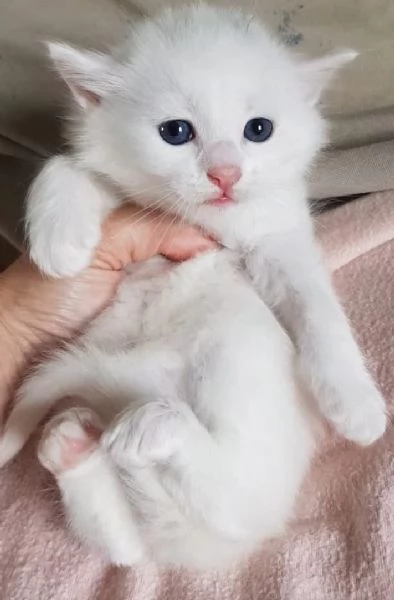 Gattino bianco simil norvegese MASCHIO | Foto 2