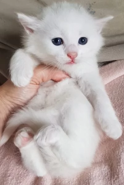 Gattino bianco simil norvegese MASCHIO | Foto 1