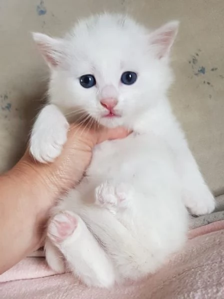 Gattino bianco simil norvegese MASCHIO