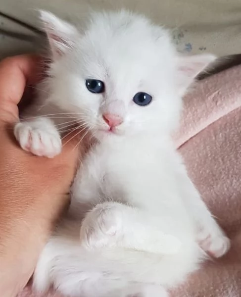 Gattino bianco simil norvegese MASCHIO | Foto 0