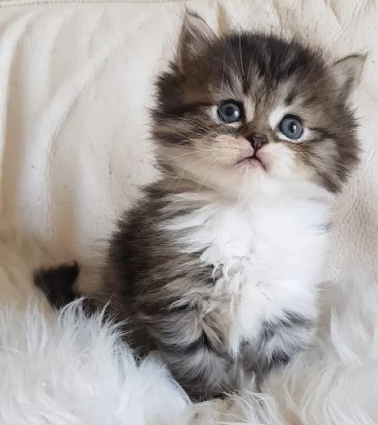 Gattino  genitori persiano normotipici | Foto 6