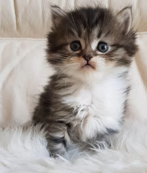 Gattino  genitori persiano normotipici | Foto 5