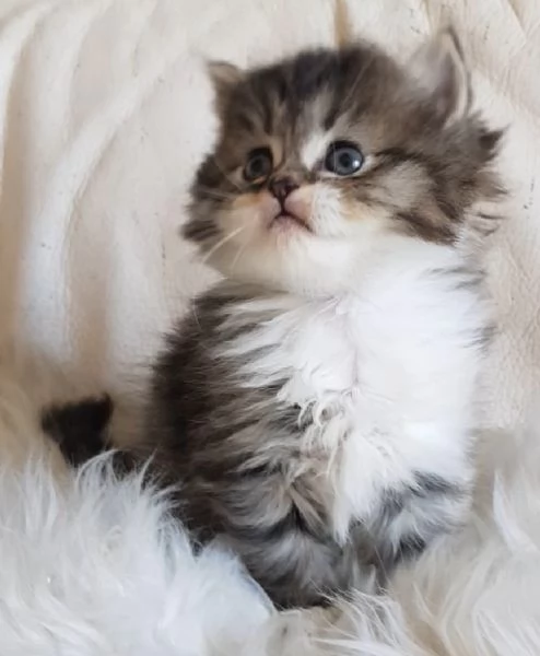 Gattino  genitori persiano normotipici | Foto 4