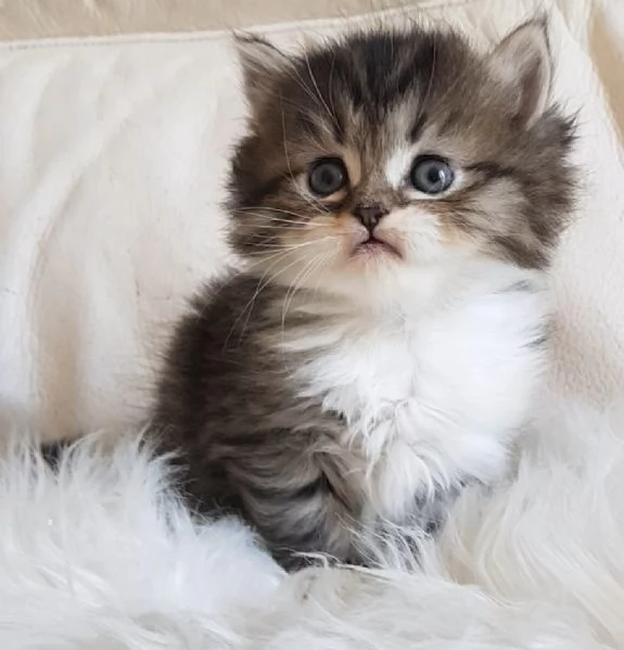 Gattino  genitori persiano normotipici | Foto 3