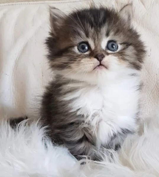 Gattino  genitori persiano normotipici