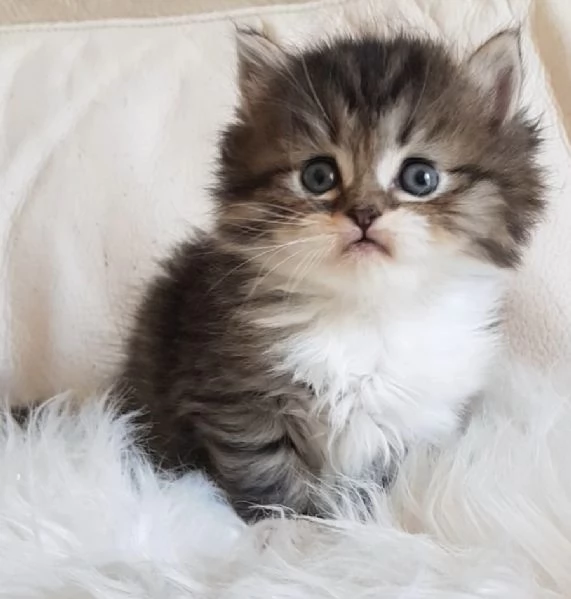 Gattino  genitori persiano normotipici | Foto 2