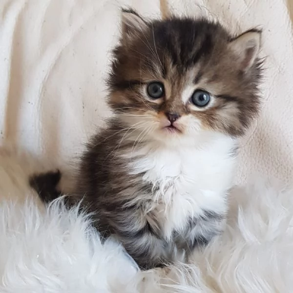 Gattino  genitori persiano normotipici | Foto 1