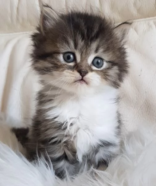 Gattino  genitori persiano normotipici | Foto 0