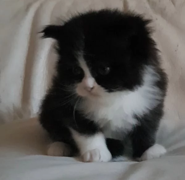 Gattino genitori persiani normotipici  | Foto 3