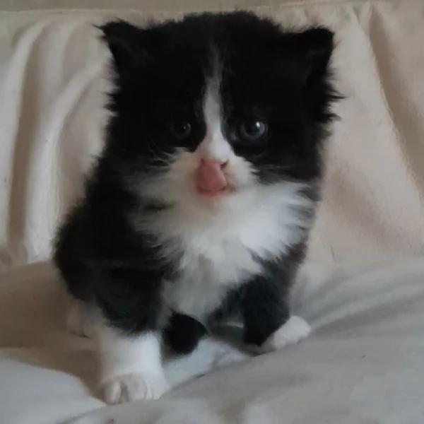 Gattino genitori persiani normotipici  | Foto 2