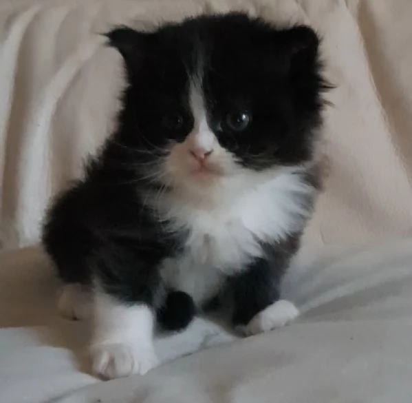 Gattino genitori persiani normotipici  | Foto 1