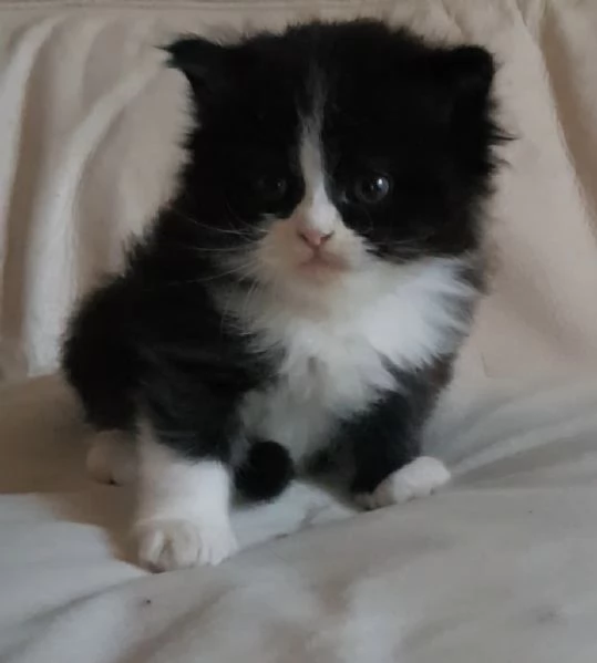 Gattino genitori persiani normotipici 