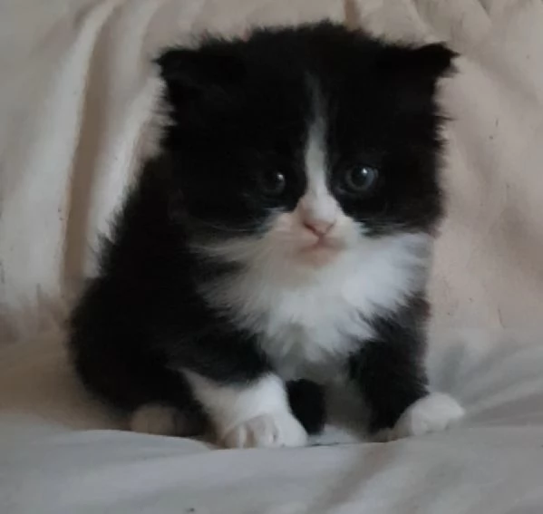 Gattino genitori persiani normotipici  | Foto 0