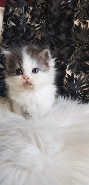 Gattino genitori gatti persiani normotipici  | Foto 5