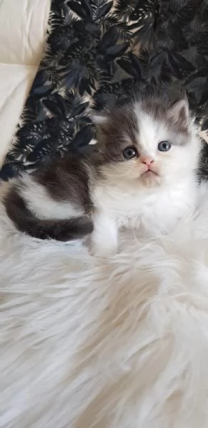 Gattino genitori gatti persiani normotipici  | Foto 4