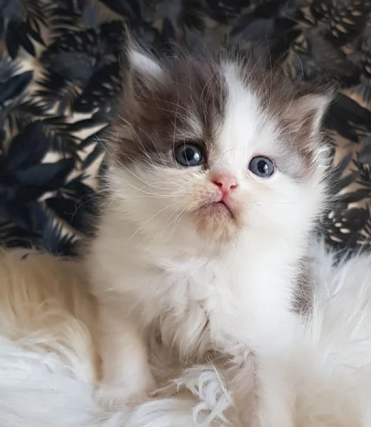 Gattino genitori gatti persiani normotipici 