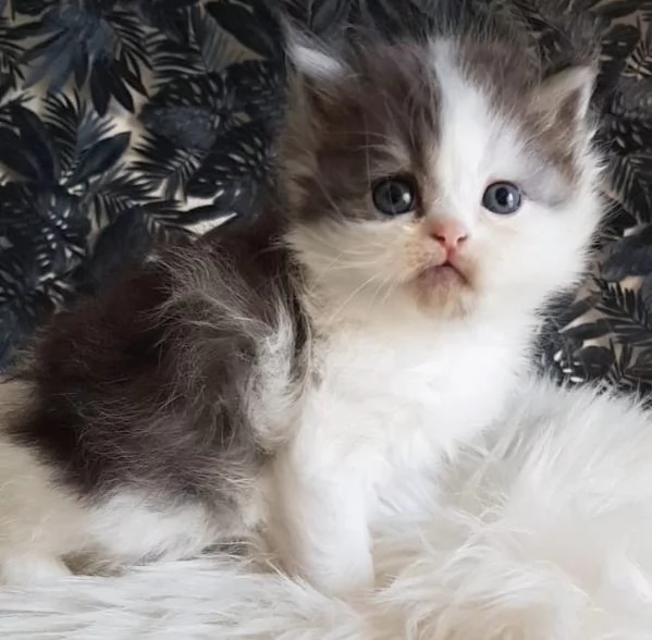 Gattino genitori gatti persiani normotipici  | Foto 2