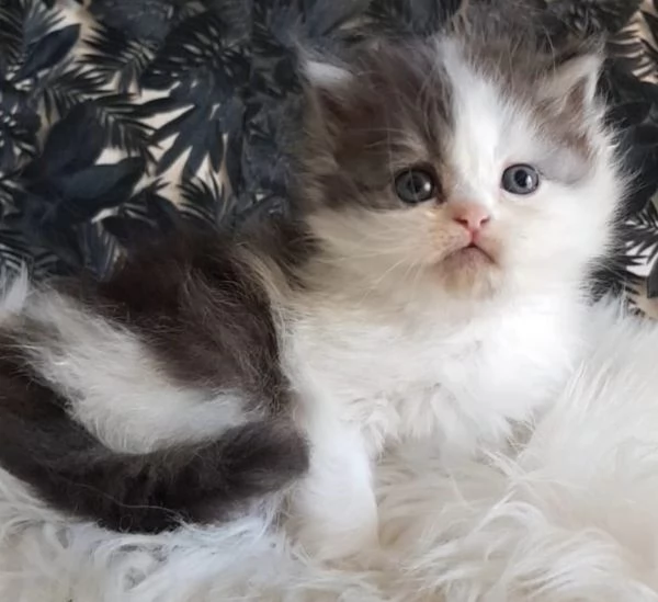 Gattino genitori gatti persiani normotipici  | Foto 1