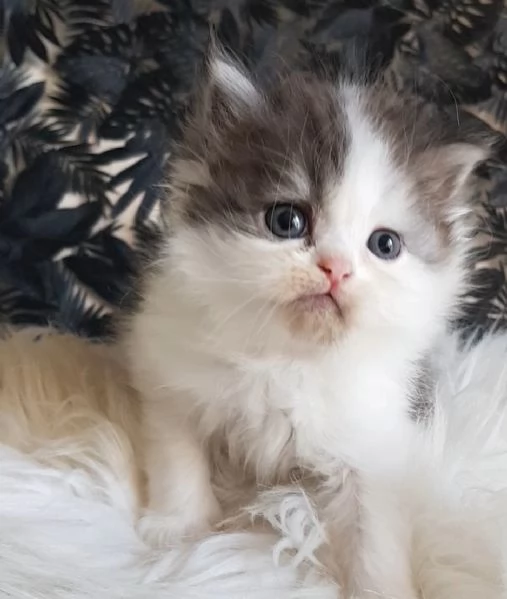 Gattino genitori gatti persiani normotipici  | Foto 0