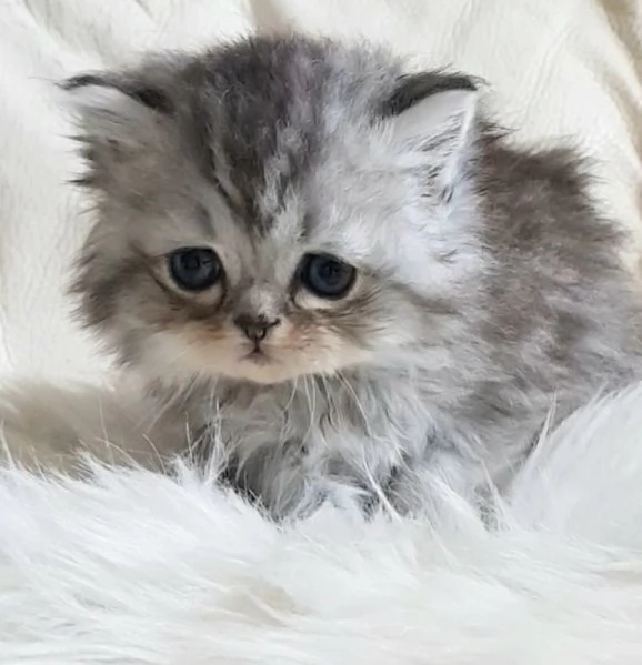 Gattino genitori persiani normotipici  | Foto 6