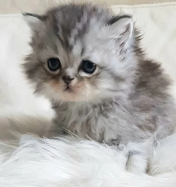 Gattino genitori persiani normotipici  | Foto 5