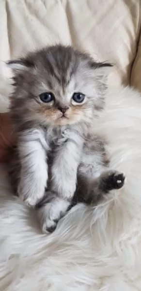 Gattino genitori persiani normotipici  | Foto 4