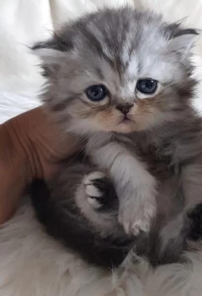 Gattino genitori persiani normotipici  | Foto 3