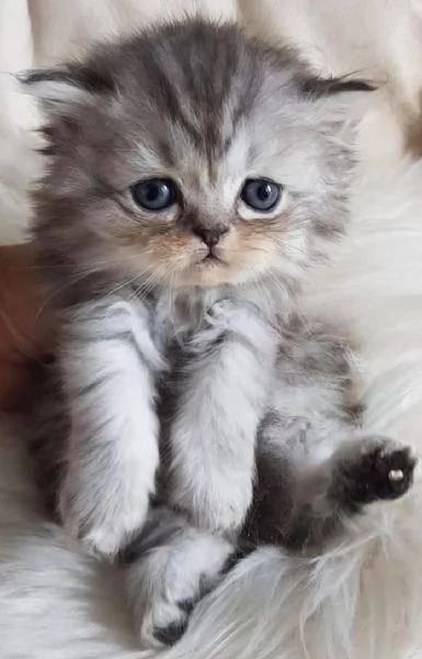 Gattino genitori persiani normotipici 