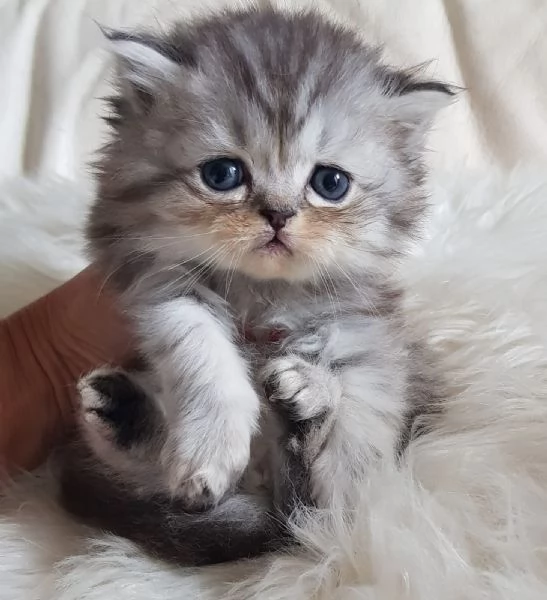 Gattino genitori persiani normotipici  | Foto 1
