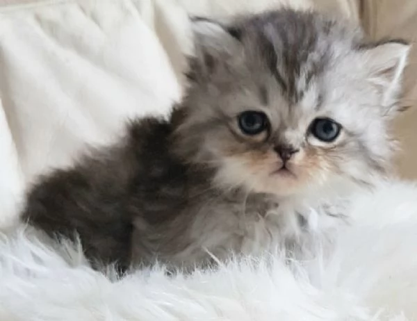 Gattino genitori persiani normotipici  | Foto 0