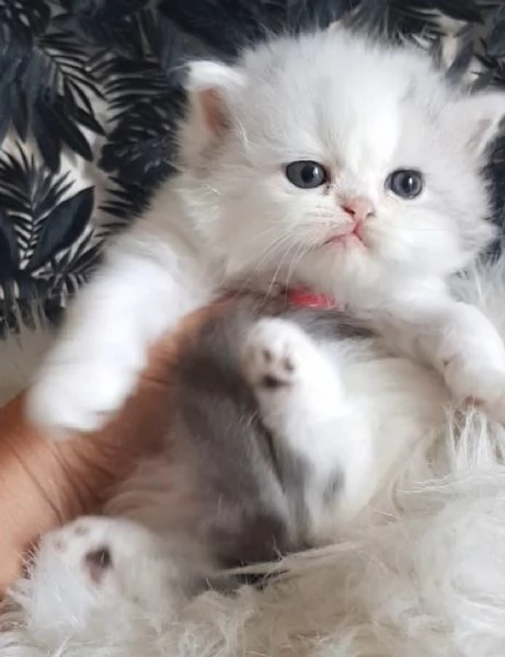 Gattina genitori persiani normotipici  | Foto 5