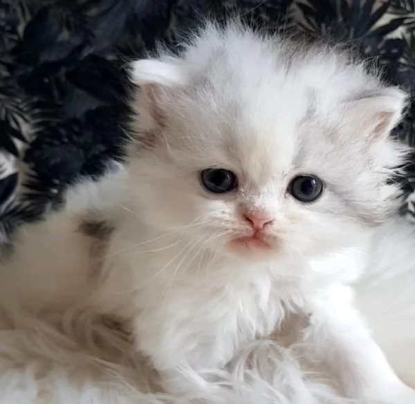 Gattina genitori persiani normotipici  | Foto 4