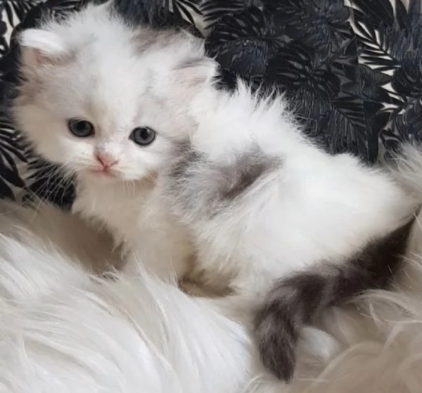 Gattina genitori persiani normotipici  | Foto 3