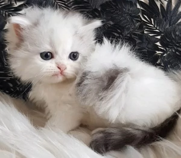 Gattina genitori persiani normotipici  | Foto 2