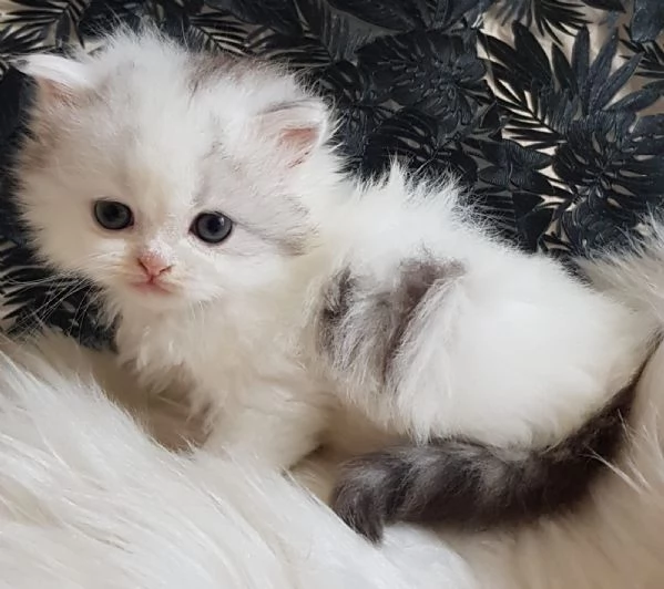 Gattina genitori persiani normotipici  | Foto 1