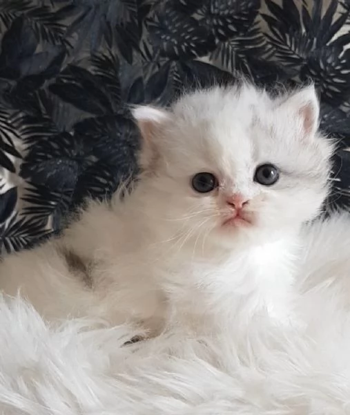 Gattina genitori persiani normotipici  | Foto 0
