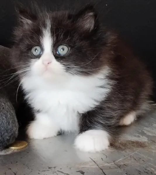 Gattino genitori persiani normotipo  | Foto 4