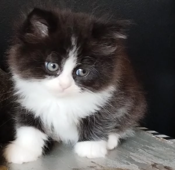 Gattino genitori persiani normotipo  | Foto 3