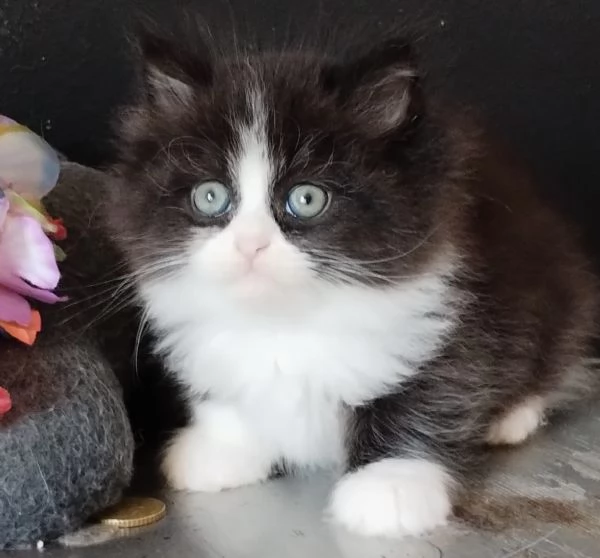 Gattino genitori persiani normotipo  | Foto 2