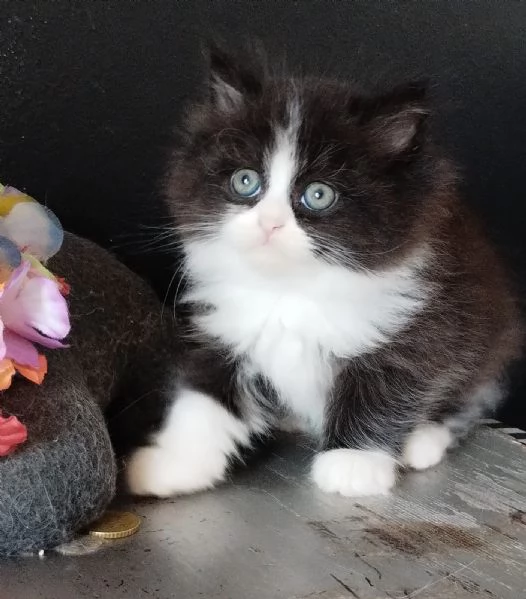 Gattino genitori persiani normotipo  | Foto 1