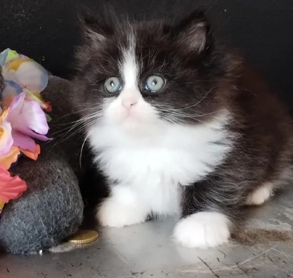 Gattino genitori persiani normotipo 