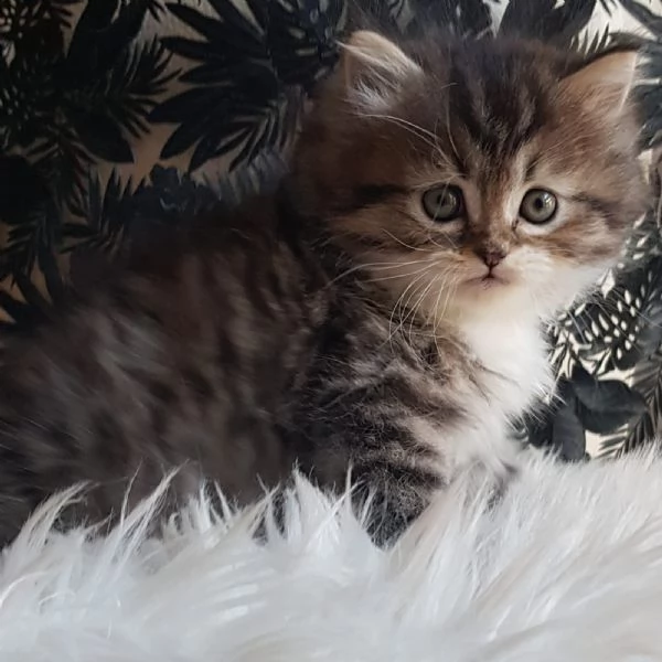Gattino genitori persiani normotipici  | Foto 6